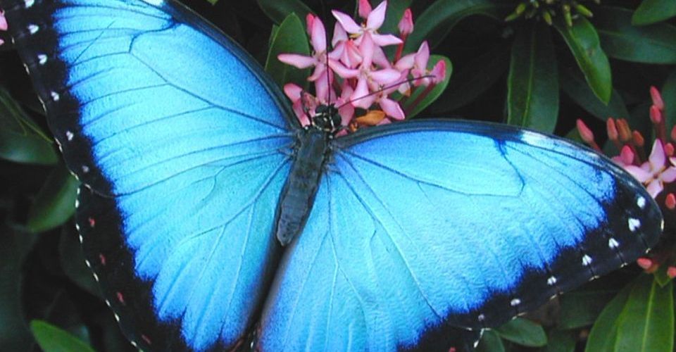 farfalle-costa-rica