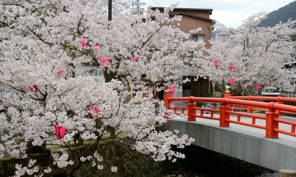 Japan-Honshu-Kinosaki-Cherry-Blossoms-with-Pink-Lanterns