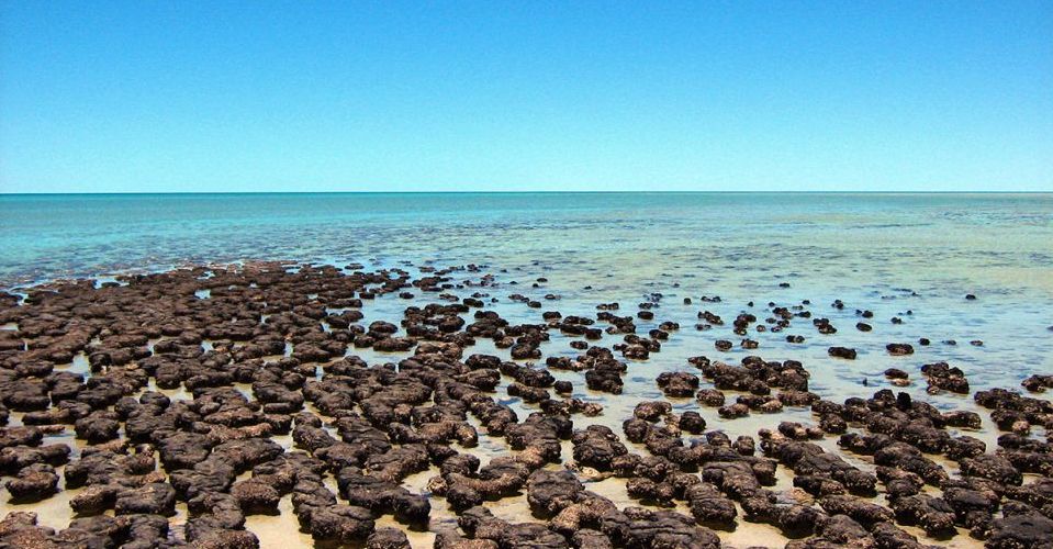 Shark Bay, in Australia: nuotando nel mare blu si torna indietro nel tempo  - TravelGlobe