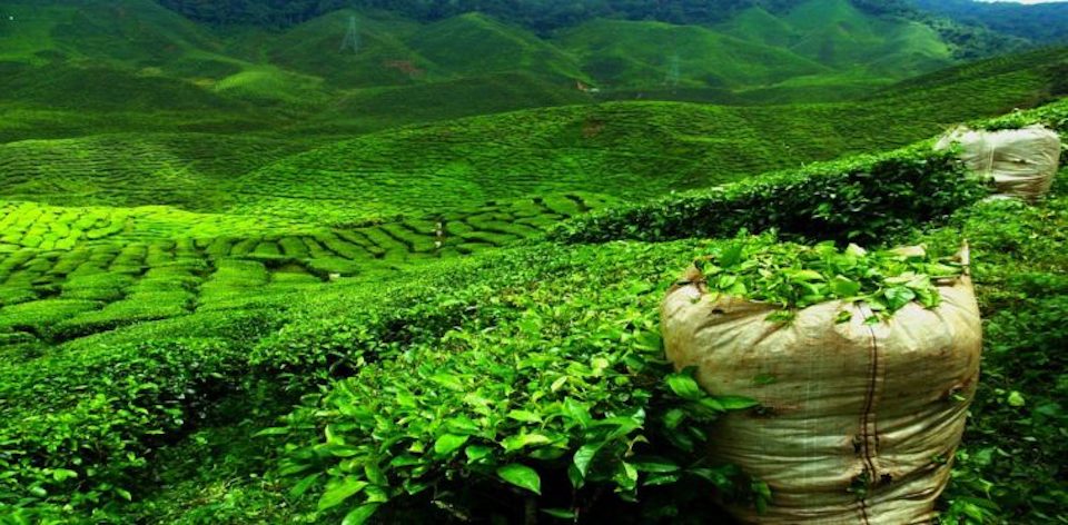 Tea-Sri-Lanka