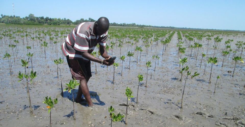 farmer_gps_mangroves_senegal_africa