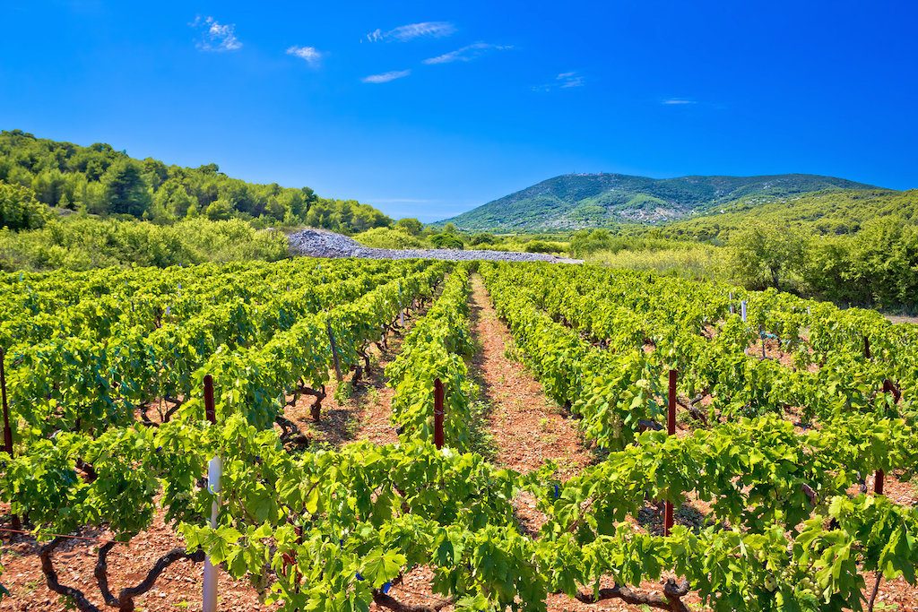 Mediterranean vineyard on Vis island Dalmatia Croatia