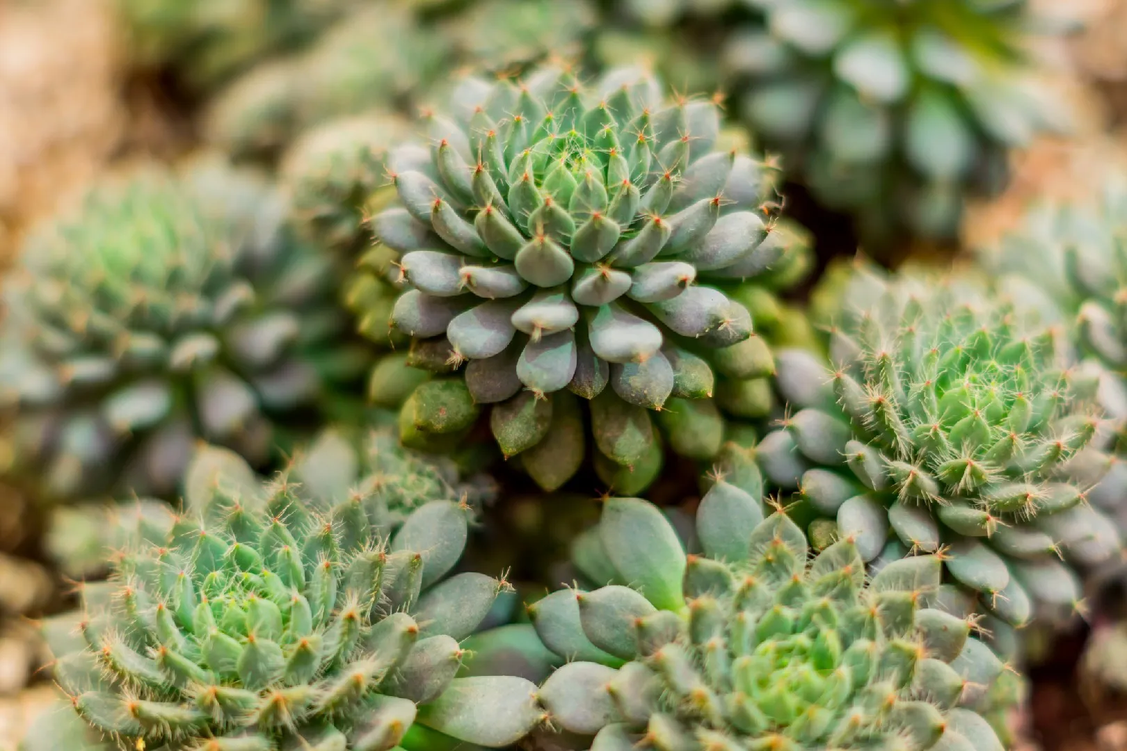 Le Pi Belle Piante Grasse Con Fiori Per Il Giardino Ecco Quali Sono