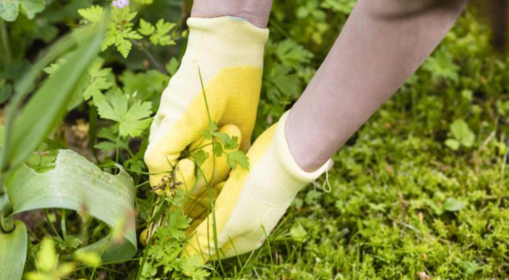 3 potenti e facili ricette per eliminare le erbacce naturali da